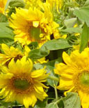 sonnenblumen 128